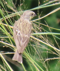 Crithagra citrinipectus