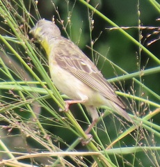 Crithagra citrinipectus