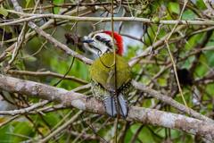 Xiphidiopicus percussus