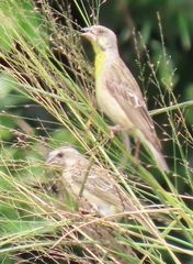 Crithagra citrinipectus