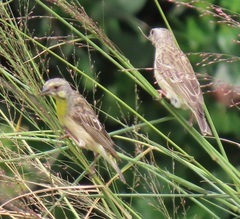 Crithagra citrinipectus