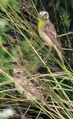 Crithagra citrinipectus