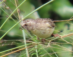 Crithagra citrinipectus