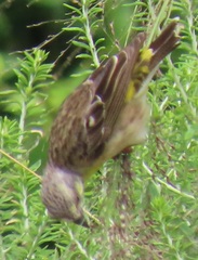 Crithagra citrinipectus