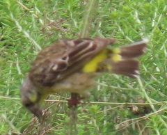 Crithagra citrinipectus