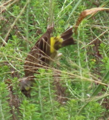 Crithagra citrinipectus