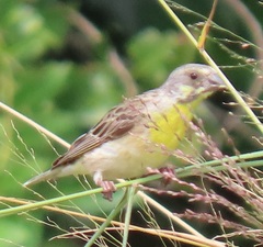 Crithagra citrinipectus