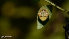 Cyrtarachne inaequalis