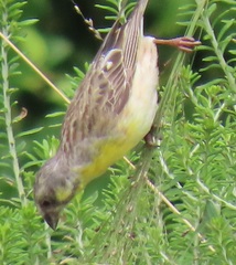 Crithagra citrinipectus