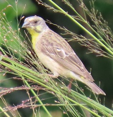 Crithagra citrinipectus