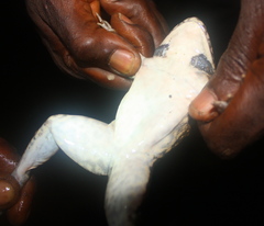 Hoplobatrachus occipitalis