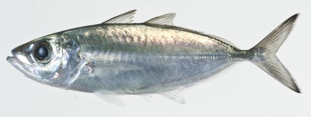 Bigeye Scad (MatBio: FISHES - Matanzas Biodiversity) · iNaturalist