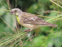 Crithagra citrinipectus