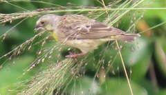 Crithagra citrinipectus