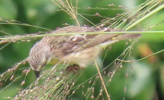 Crithagra citrinipectus