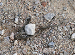 Macroprotodon mauritanicus