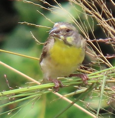 Crithagra citrinipectus