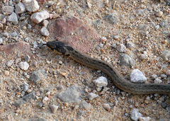 Macroprotodon mauritanicus