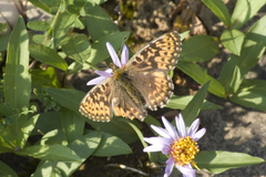 Boloria chariclea