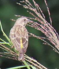 Crithagra citrinipectus