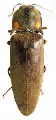 Pyrophorus indistinctus