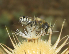 Megachile albisecta