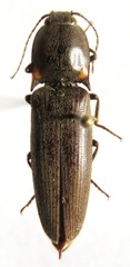 Pyrophorus indistinctus