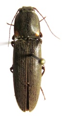 Pyrophorus indistinctus
