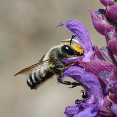 Megachile albisecta