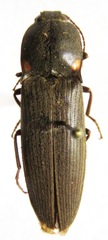 Pyrophorus indistinctus