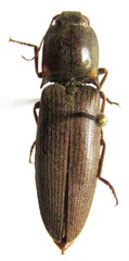 Pyrophorus indistinctus