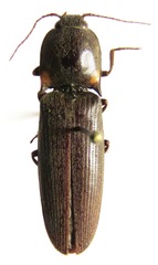 Pyrophorus indistinctus