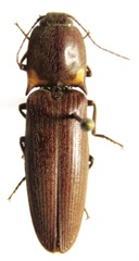 Pyrophorus indistinctus
