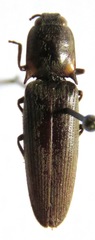 Pyrophorus indistinctus