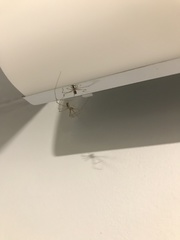 Pholcus phalangioides