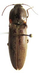 Pyrophorus indistinctus