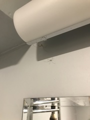 Pholcus phalangioides