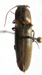 Pyrophorus indistinctus