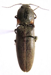 Pyrophorus indistinctus