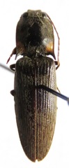 Pyrophorus indistinctus