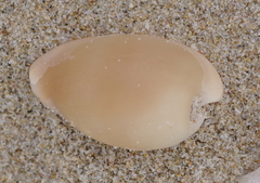Cypraeovula capensis image