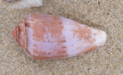 Conus tinianus image