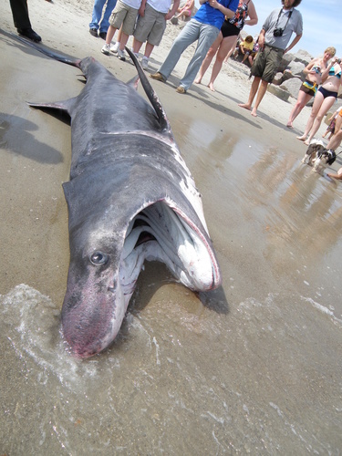 Basking Shark photographed in North Carolina