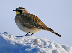 Eremophila alpestris praticola