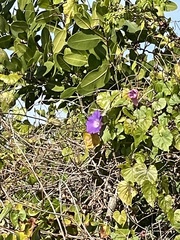 Ipomoea indica