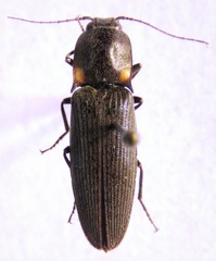 Pyrophorus indistinctus