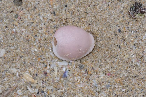 Triviella aperta observed 2021-01-16
