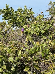 Ipomoea indica