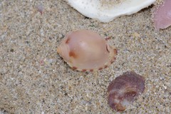 Semicassis zeylanica