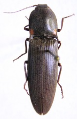 Pyrophorus indistinctus